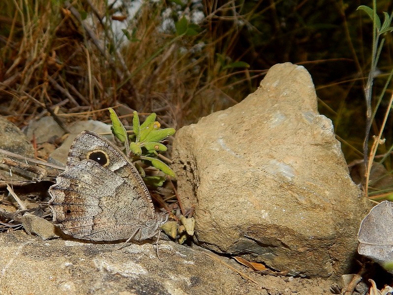 Hipparchia neomiris